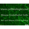 CD1 Mouse Primary Pulmonary Artery Endothelial Cells